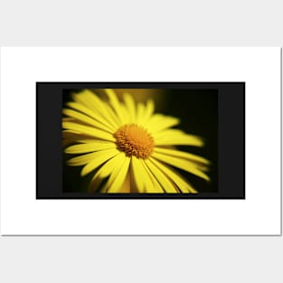 Yellow Doronicum Flower Posters and Art